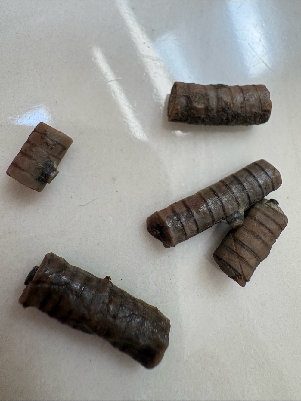 Fossil fish vertebrates rare Oklahoma find AAA collector quality